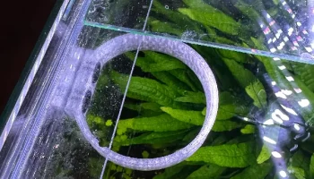 Аквариум Futterring mit Magnet-Halterung - Кольцо для кор... 2