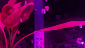 Фильтр впускной трубы FLUVAL AquaClear Фильтр впускной трубы FLUVAL AquaClear