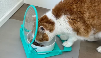 Кормушка для питомцев по нажатию лап