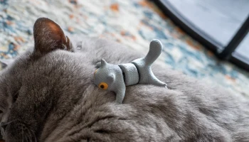Коты! 1