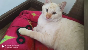 Игрушечная цепочка для кошек с кольцами... 3