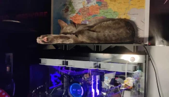 Платформа Cat для ПК в корпусе Tower 3