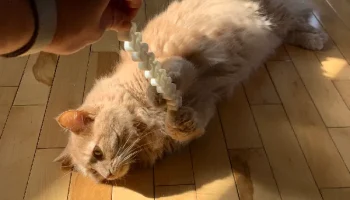 Цепочка для игрушек для кошек (принт на месте)... 4