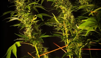 Организатор Bud (похож на SCROG) 2