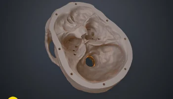 Анатомически правильный череп человека (Homo Sapiens Sapi... 6