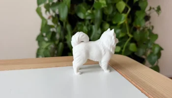 Samoyed 4