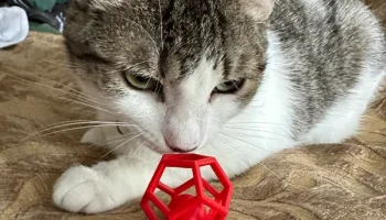 Игрушка для кошек Penta-Ball (печать на месте)...