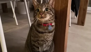 Рулончик с кормом для супер голодных кошек... 5