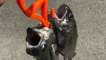 Крючок для сбора рыбы
