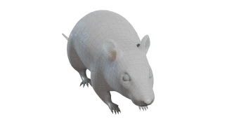 Street rat 2