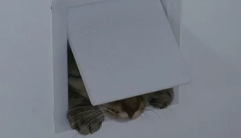 cat door