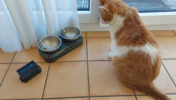 cat_калории_counter 2