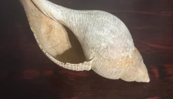 3D сканирование раковины
