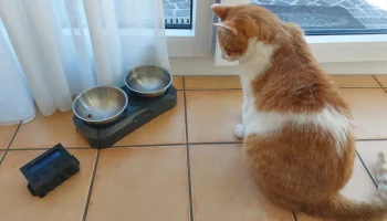 cat_калории_counter