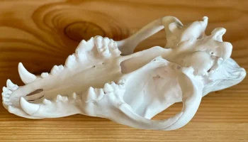 Череп серого волка (Canis lupus) 3