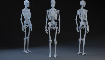 Skeleton