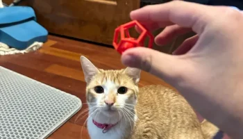 Игрушка для кошек Penta-Ball (печать на месте)... 8