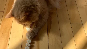 Цепочка для игрушек для кошек (принт на месте)... 3