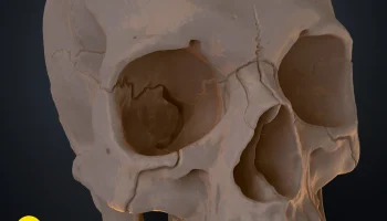 Анатомически правильный череп человека (Homo Sapiens Sapi... 2