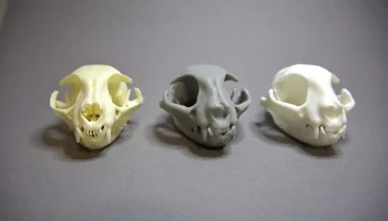Cat skull