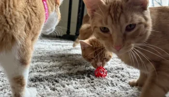 Игрушка для кошек Penta-Ball (печать на месте)... 5
