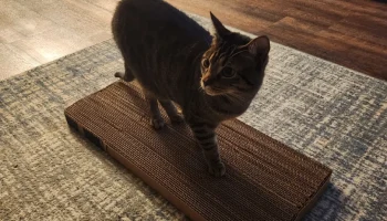 Эргономичный скребок для картона Cat (без опоры)........ 4