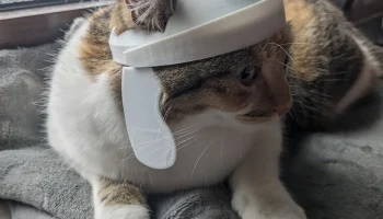 римский кошачий шлем