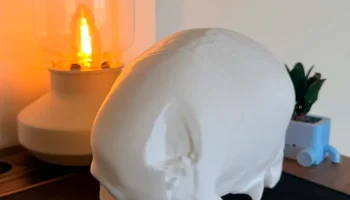 Настоящий сегментированный человеческий череп...... 3