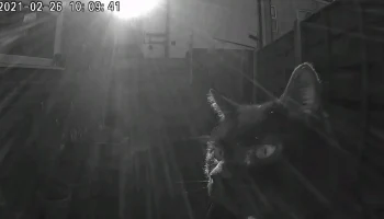 MegCam: корпус камеры Tapo C100/C110 для наблюдения за дикой природой 6