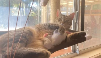 Охотничья игрушка для кошачьей еды... 3