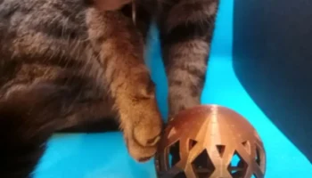 Cat toy 5
