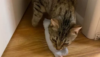 Охотничья игрушка для кошачьей еды...