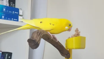 Модульный компьютерный монитор, птичий окунь......