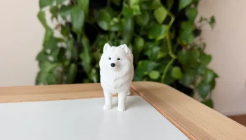 Samoyed 1