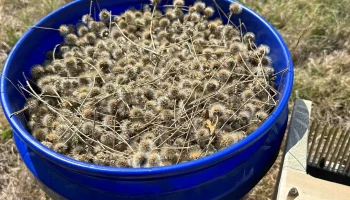 Комбайн для сбора семян полевых цветов своими руками....... 2