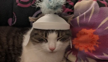 римский кошачий шлем 3