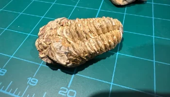3D-сканирование ископаемого укуса трилобита......