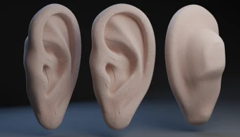 Human Ear
