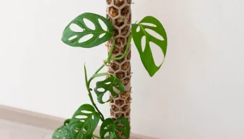 Moss pole 2