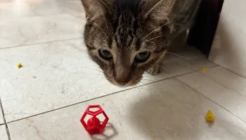 Игрушка для кошек Penta-Ball (печать на месте)... 7