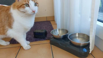 cat_калории_counter 3