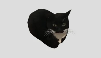 Максвелл кот