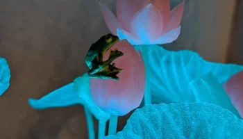 Rhacophorus nigropalmatus (древесная лягушка Уоллеса) на ... 5