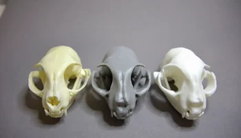 Cat skull 1