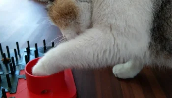 Расширение и ремиксы "Кошка играет на доске"...