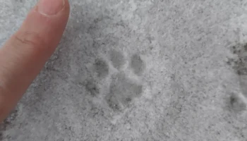 Штамп кошачьей лапы 1