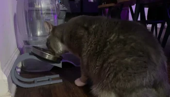 Угловой держатель миски для кошачьего корма... 1