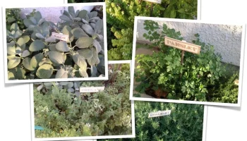 Herb Signs