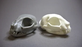 Cat skull 3