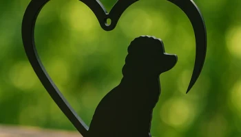 Орнамент силуэта собаки в форме сердца - Poodle Design... Орнамент силуэта собаки в форме сердца - Poodle Design...
